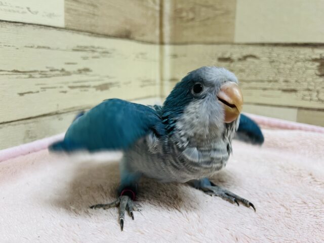 オキナインコ