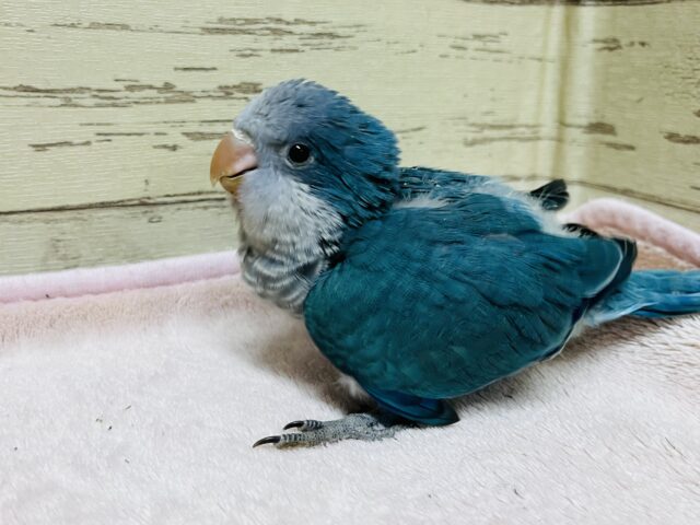 オキナインコ