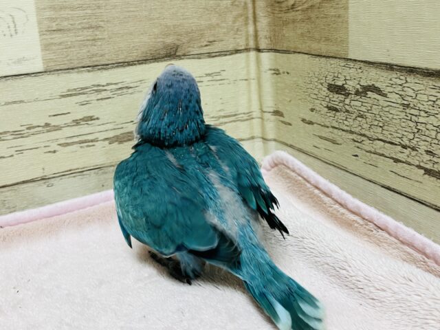 オキナインコ