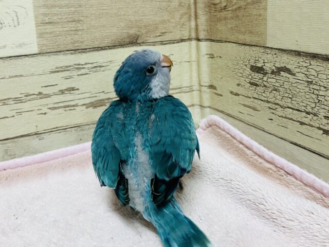 オキナインコ