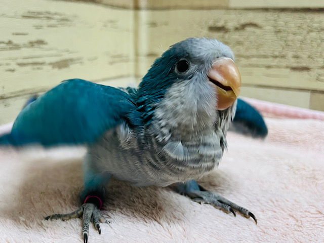 ワキワキが止まらないっ♬*° 元気モリモリ‪☆‪☆‪☆オキナインコ(ブルー) ヒナ