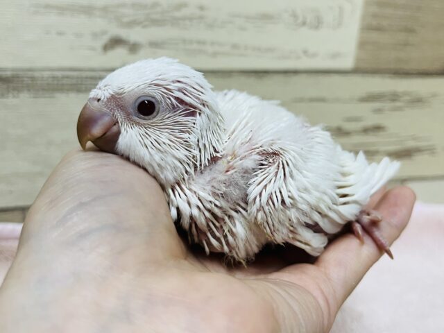 オキナインコ