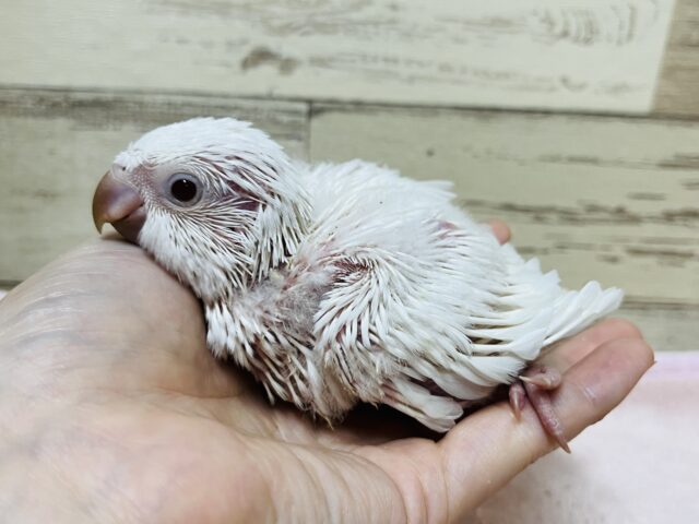 オキナインコ