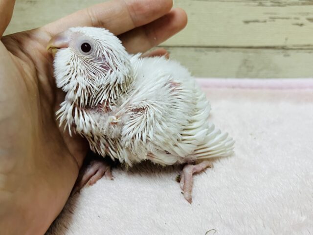 オキナインコ