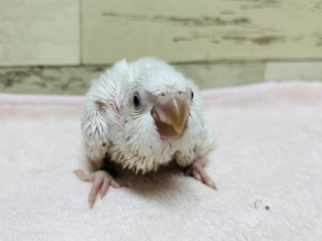 オキナインコ