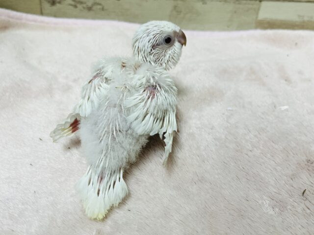 オキナインコ