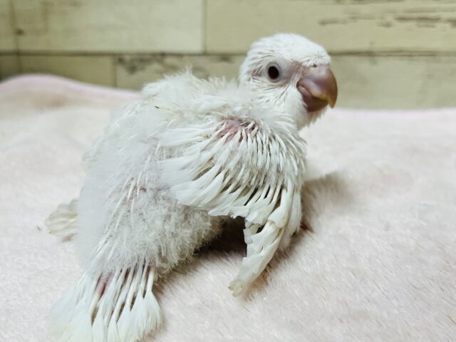 オキナインコ