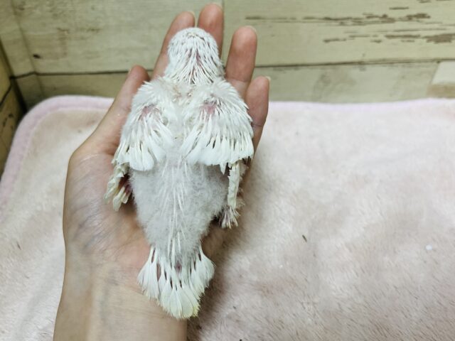 オキナインコ