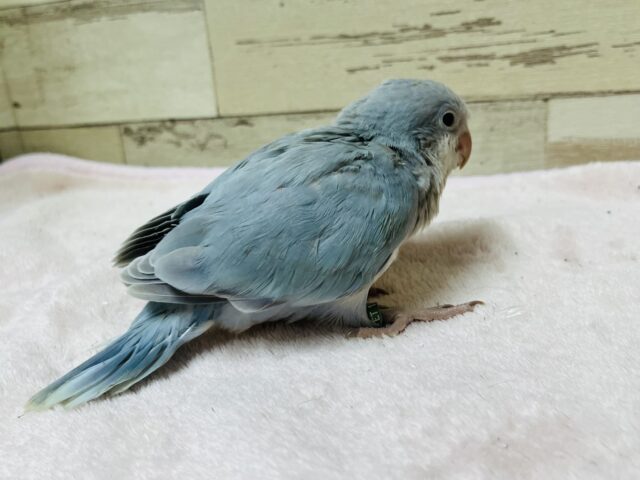 オキナインコ