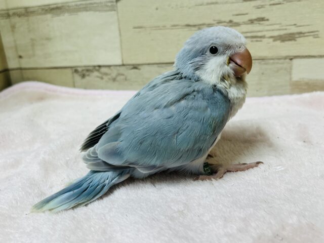 オキナインコ