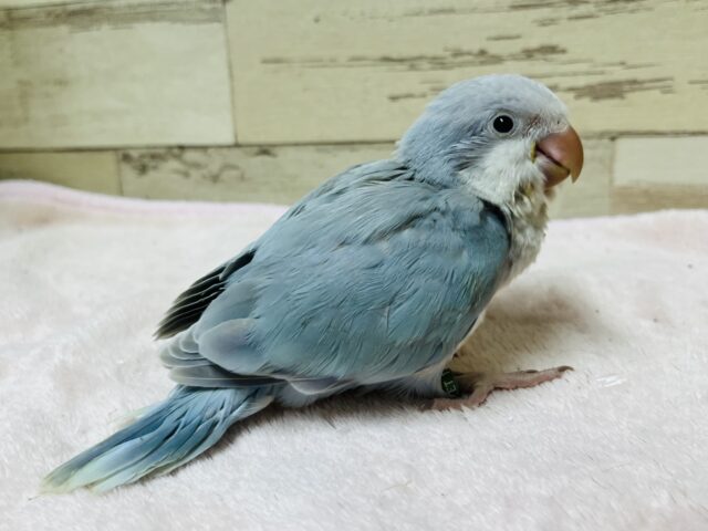 オキナインコ