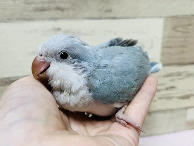 オキナインコ