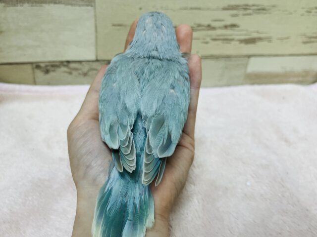 オキナインコ