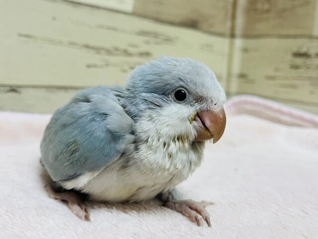 オキナインコ