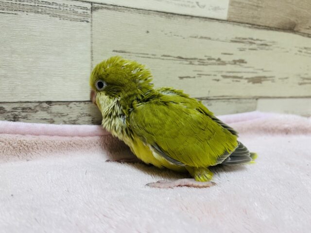 オキナインコ