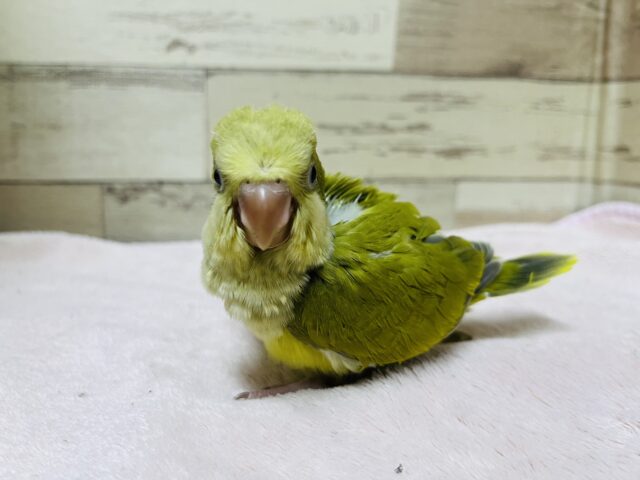 オキナインコ