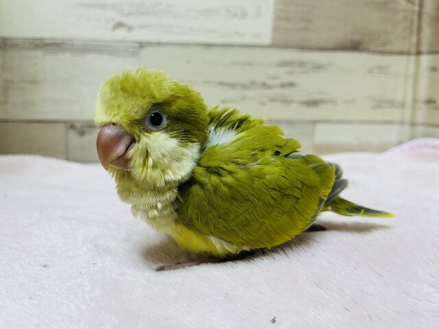 オキナインコ