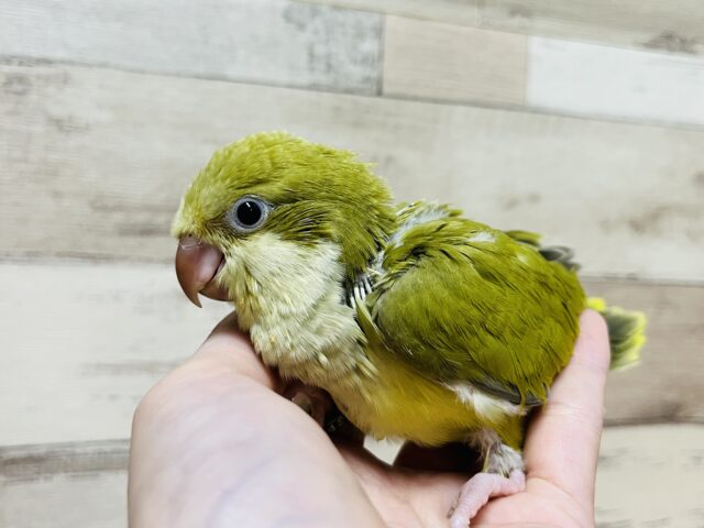 オキナインコ