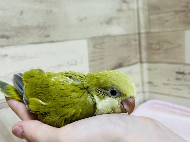 オキナインコ