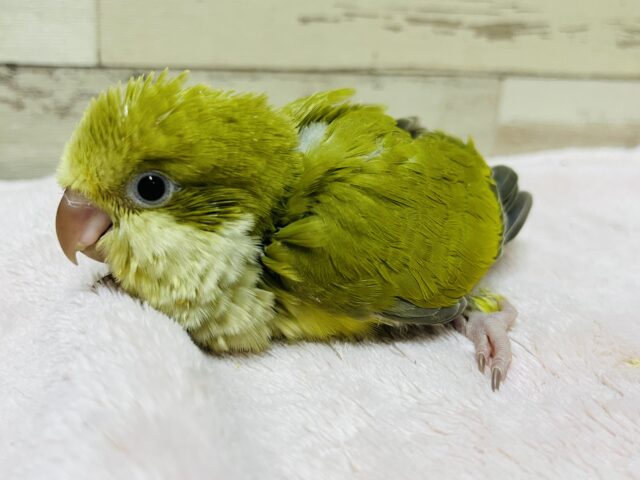 オキナインコ