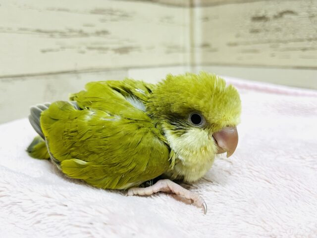 オキナインコ