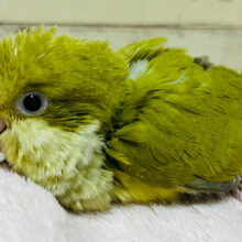 和風🍵抹茶仕立ての濃いめカラー🍡オキナインコ(ダークSFパリドブルー) ヒナ