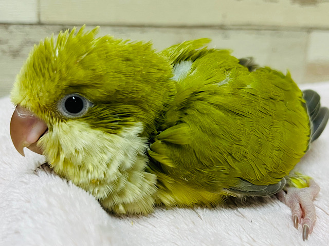 和風🍵抹茶仕立ての濃いめカラー🍡オキナインコ(ダークSFパリドブルー) ヒナ