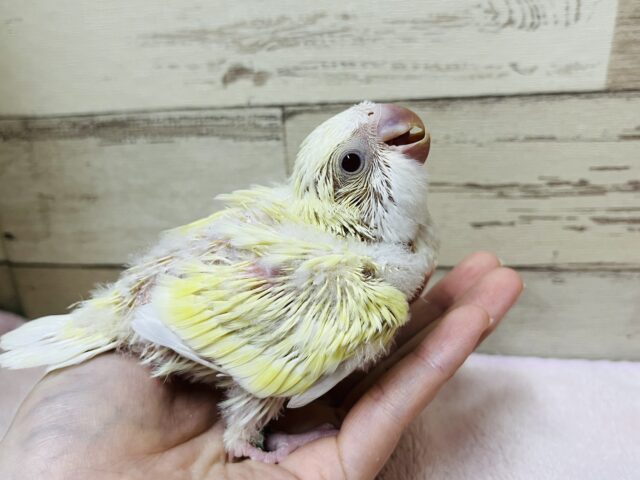 オキナインコ