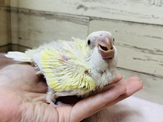 オキナインコ