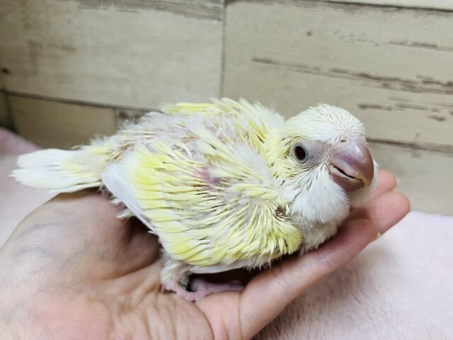 オキナインコ