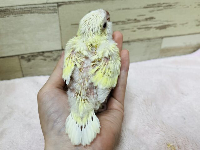 オキナインコ