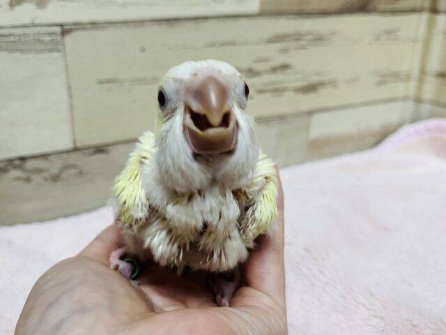 オキナインコ