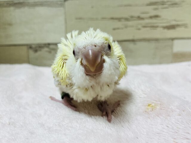 オキナインコ