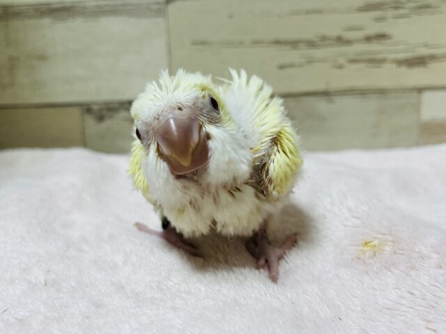 オキナインコ