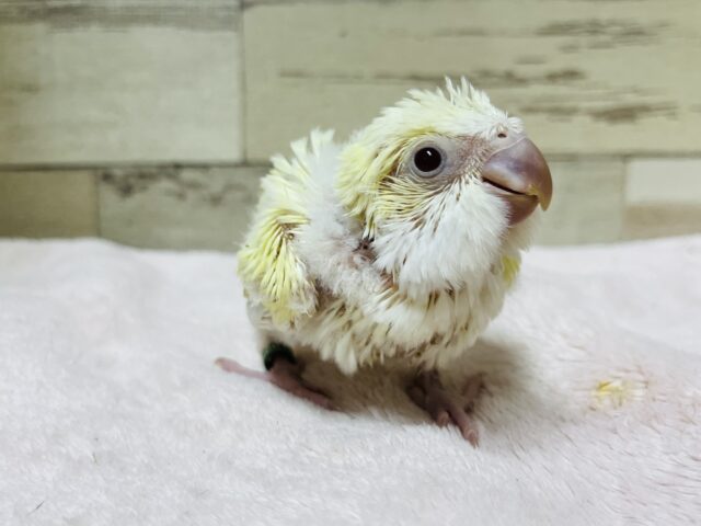 オキナインコ