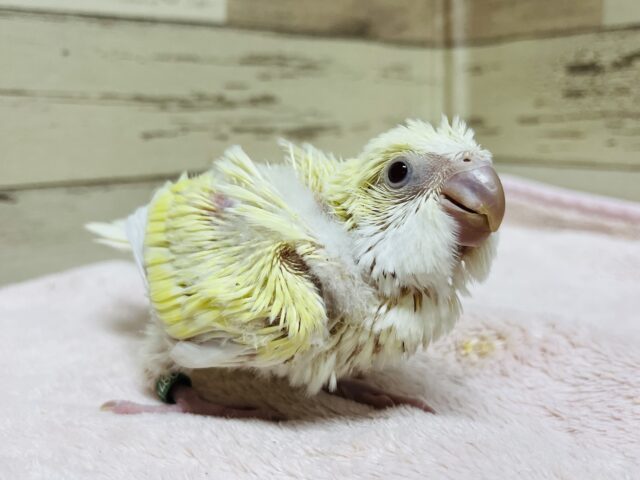 オキナインコ