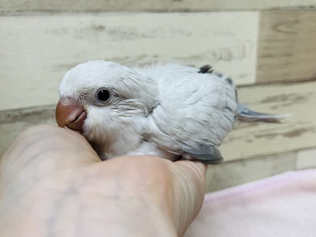 オキナインコ