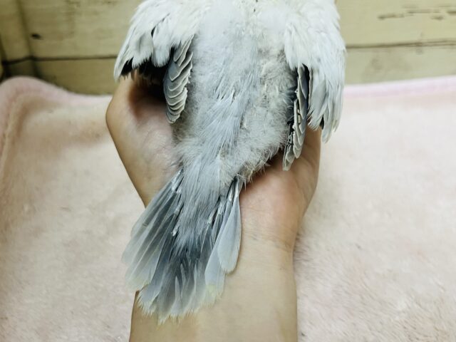 オキナインコ