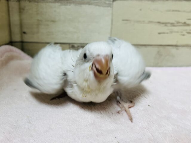 オキナインコ