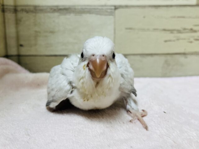 オキナインコ