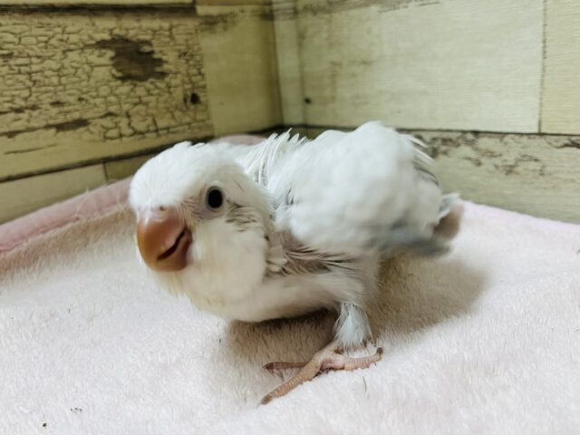 オキナインコ