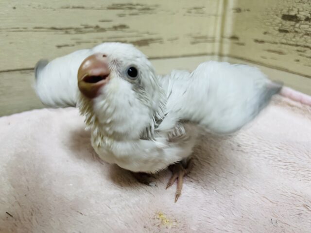 オキナインコ