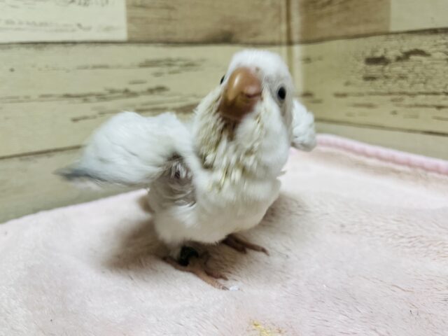 オキナインコ