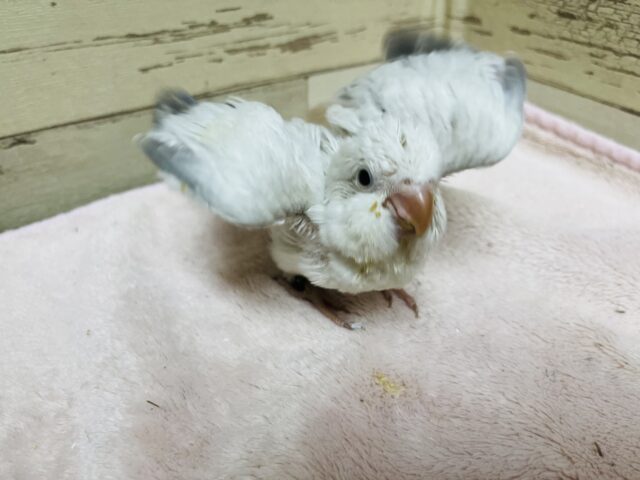 オキナインコ