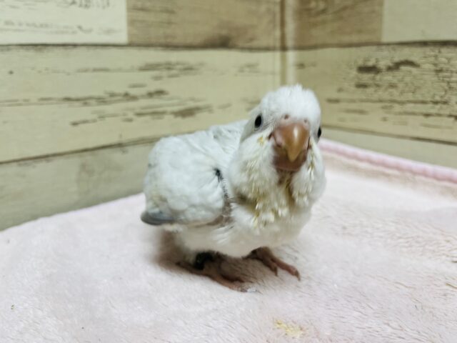 オキナインコ