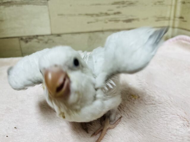 オキナインコ