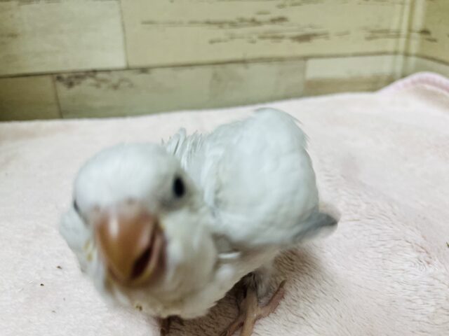 オキナインコ