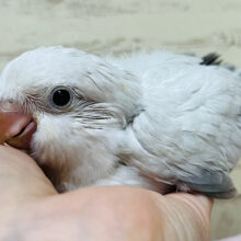 ワキワキが止まらないっっ(((🐣)))オキナインコ(コバルトパリドオパーリン) ヒナ