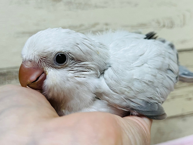 ワキワキが止まらないっっ(((🐣)))オキナインコ(コバルトパリドオパーリン) ヒナ