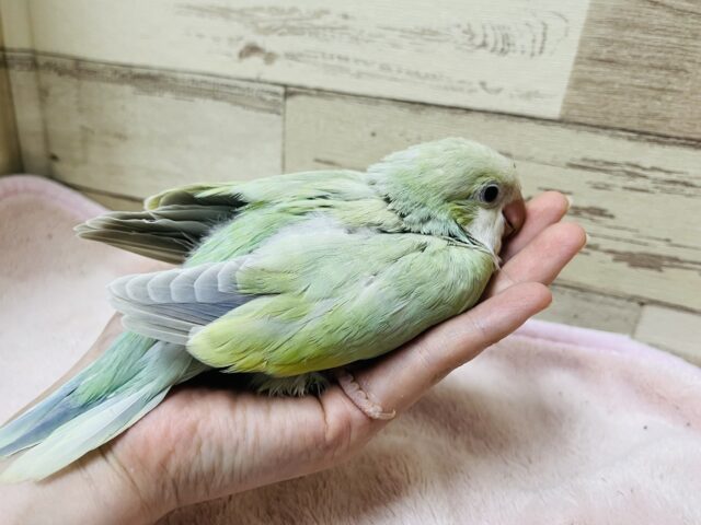 オキナインコ